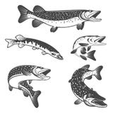 Pike fish icons. Design elements for fishing club or team. royalty free illustration Pike fish icons. Design elements for fishing club or team. royalty free illustration