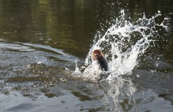 Pike on hook fighting in water Stock Photos Pike on hook fighting in water Stock Photos