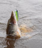 Pike on hook in water Royalty Free Stock Photography Pike on hook in water Royalty Free Stock Photography