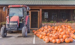 Pila de calabazas al lado del tractor en el soporte de la granja en otoño fotos de archivo Pila de calabazas al lado del tractor en el soporte de la granja en otoño fotos de archivo