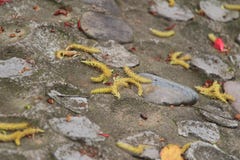 Pilblomma arkivfoto Pilblomma arkivfoto
