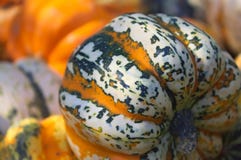 A pile of colourful pumpkins royalty free stock photography A pile of colourful pumpkins royalty free stock photography