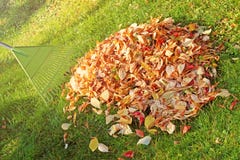 Pile of fall leaves with fan rake royalty free stock photo Pile of fall leaves with fan rake royalty free stock photo