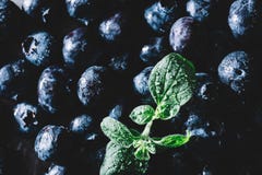Pile of fresh juicy blueberry fruits and a wet green leaf royalty free stock photo Pile of fresh juicy blueberry fruits and a wet green leaf royalty free stock photo