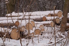 Logs. A pile of large logs, logging, cutting down trees in the winter forest stock photography Logs. A pile of large logs, logging, cutting down trees in the winter forest stock photography