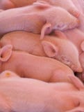 Pile Of Piglets Royalty Free Stock Image