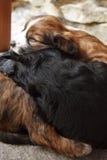 Pile of Puppies Resting stock image Pile of Puppies Resting stock image