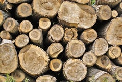 Pile of Wood royalty free stock images Pile of Wood royalty free stock images