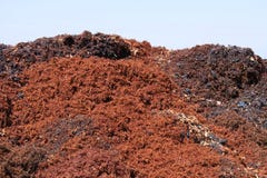 Piles of crushed grapes royalty free stock photography Piles of crushed grapes royalty free stock photography
