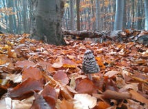 Pilz im Wald während des Herbstes lizenzfreie stockfotos Pilz im Wald während des Herbstes lizenzfreie stockfotos
