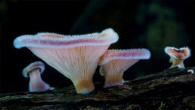 Pilze, kommen in der Dunkelheit des Waldbodens vorwärts stockfotos Pilze, kommen in der Dunkelheit des Waldbodens vorwärts stockfotos