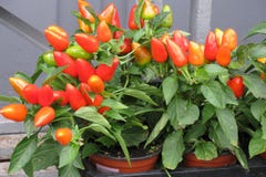 Piment dans le pot photo stock Piment dans le pot photo stock