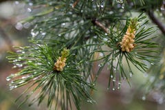 Pin avec des gouttes de pluie Bokeh photos stock Pin avec des gouttes de pluie Bokeh photos stock