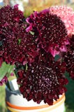 Salmon Queen Black Pompom Black Knight pincushion flower bouquet closeup royalty free stock images Salmon Queen Black Pompom Black Knight pincushion flower bouquet closeup royalty free stock images