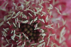 Salmon Queen pincushion flower center macro micro royalty free stock image Salmon Queen pincushion flower center macro micro royalty free stock image