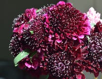 Black Pompom Black Knight pincushion flower bouquet royalty free stock images Black Pompom Black Knight pincushion flower bouquet royalty free stock images