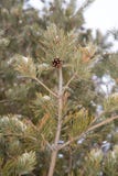 pine branch with cones stock photography pine branch with cones stock photography