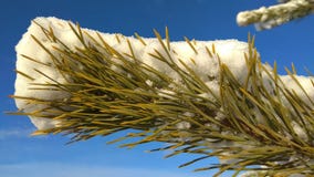 A pine branch is sprinkled by snow royalty free stock photos A pine branch is sprinkled by snow royalty free stock photos