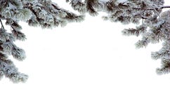 Pine Branches In A Snow Stock Images