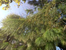 Pine branches and needles in coniferous fir tree in summer forest close up royalty free stock photos Pine branches and needles in coniferous fir tree in summer forest close up royalty free stock photos
