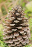 Pine cone close up stock photo Pine cone close up stock photo