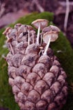 Pine cone with small white mushrooms growing in it on green moss surface, side view close up detail royalty free stock image Pine cone with small white mushrooms growing in it on green moss surface, side view close up detail royalty free stock image