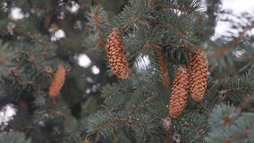 Pine cone in tree christmas tree winter landscape nature