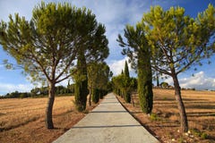 Pine and cypress trees rows and country road, rural landscape, T royalty free stock photos Pine and cypress trees rows and country road, rural landscape, T royalty free stock photos