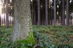 Pine Forest Stock Photo