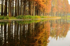 Pine Forest And Colorful Reflected Image Stock Image Pine Forest And Colorful Reflected Image Stock Image