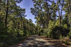 Pine forest in summer under clear blue skies. In Marmaris area, Mugla, Turkey Royalty Free Stock Images Pine forest in summer under clear blue skies. In Marmaris area, Mugla, Turkey Royalty Free Stock Images