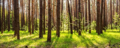Pine Forest With The Sun Shining Through The Trees Royalty Free Stock Images Pine Forest With The Sun Shining Through The Trees Royalty Free Stock Images
