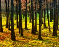 Pine Forests At Sunset Royalty Free Stock Images