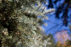 Pine Tree Stock Photography