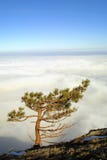 Pine tree above the clouds