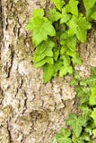 Pine Tree And Ivy Stock Photography Pine Tree And Ivy Stock Photography