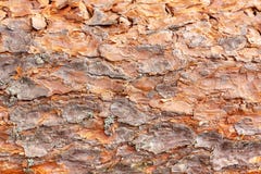 Pine tree bark background. stock photo Pine tree bark background. stock photo