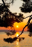Pine Tree Branch And Sunset Royalty Free Stock Image Pine Tree Branch And Sunset Royalty Free Stock Image
