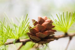 Pine tree branch with pine-cone, pinecone. Macro nature, green energy concept. soft focus, shallow depth field Stock Photography Pine tree branch with pine-cone, pinecone. Macro nature, green energy concept. soft focus, shallow depth field Stock Photography