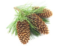 Pine Tree Branch And Cones