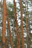 Pine tree forest abstract vertical winter background with a crow stock photography Pine tree forest abstract vertical winter background with a crow stock photography