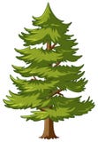 Pine tree with green leaves