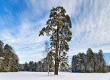 Pine-tree In Winter Park Stock Photography