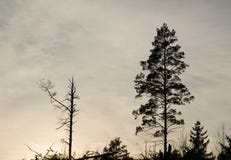 Pine tree silhouettes Stock Images Pine tree silhouettes Stock Images