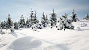 Pine Tree in Winter Snow Stock Images Pine Tree in Winter Snow Stock Images