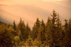 Pine Trees In Warm Sun Light And Misty Hills Stock Photography Pine Trees In Warm Sun Light And Misty Hills Stock Photography