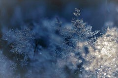 Pine trees in snow Pine trees in snow