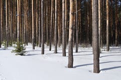 Pine Trunks In Winter Forest Edge Royalty Free Stock Photography