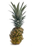 Pineapple Royalty Free Stock Photo