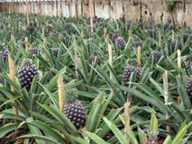Pineapple plantation Ponta Delgada Azores Portugal